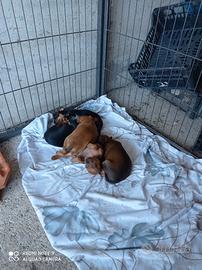 Cuccioli di pincher nano