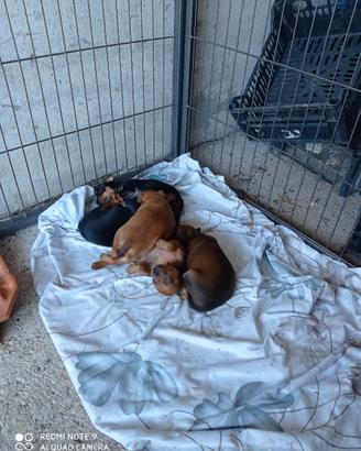 Cuccioli di pincher nano
