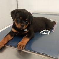 Rottweiler