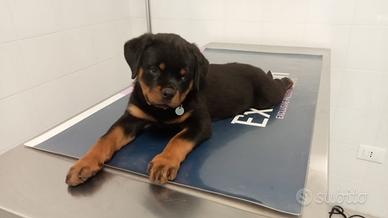 Rottweiler