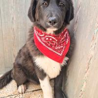 Chiama per quegli occhioni tristi.max,in canile