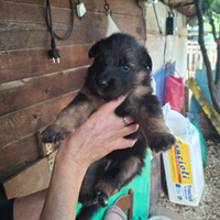 Cuccioli pastore tedesco