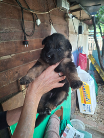 Cuccioli pastore tedesco