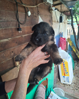 Cuccioli pastore tedesco