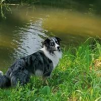 Border collie fidanzata