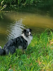 Border collie fidanzata