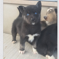 Siberian husky pedigree ENCI
