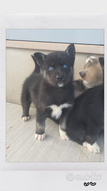 Siberian husky pedigree ENCI