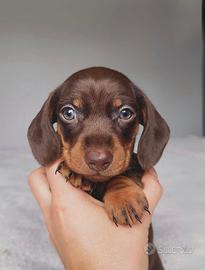 Bassotto STUPENDA cioccolato Pedigree ENCI 3 mesi