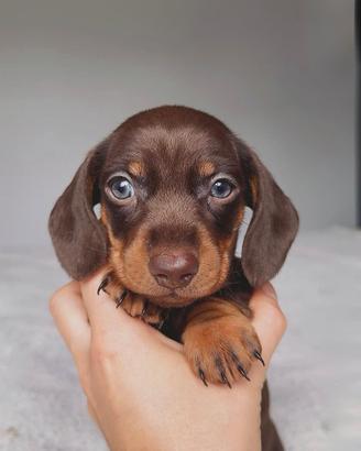 Bassotto STUPENDA cioccolato Pedigree ENCI 3 mesi