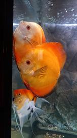 Discus da 3 a 2 anni circa