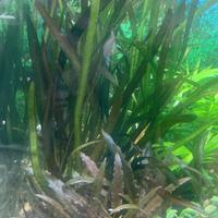 10 piantine di vallisneria piante facile acquario