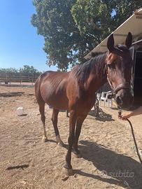 Cavallo da sella