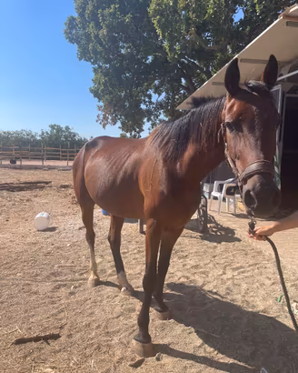 Cavallo da sella