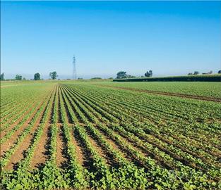 Azienda agricola a seminativo