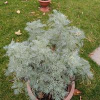 artemisia h 65 cm