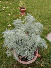 artemisia h 65 cm
