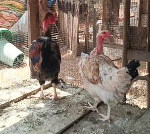 Galline. galli. Galletti.pulcini