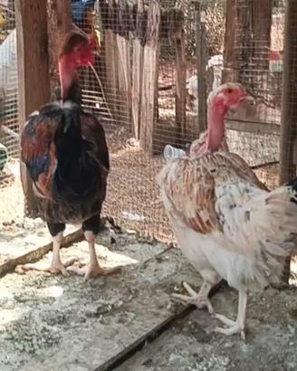 Galline. galli. Galletti.pulcini