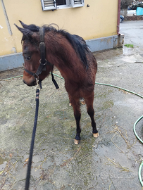 Pony cavalli e asino