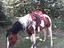 Immagine 5