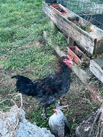 Gallo e gallina Marans