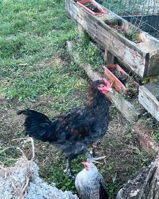 Gallo e gallina Marans