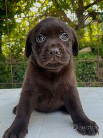 Labrador femmina cioccolato con pedigree Enci