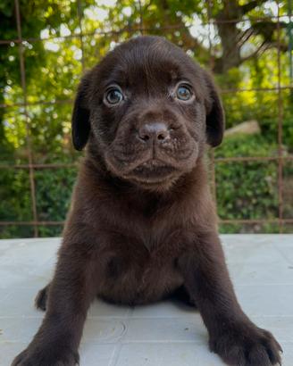 Labrador femmina cioccolato con pedigree Enci
