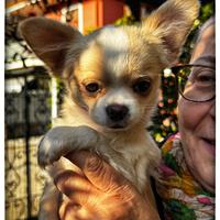 Cuccioli Chihuahua
