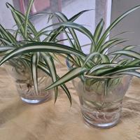 2 piante  falangio o nastrino di Maria