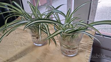 2 piante  falangio o nastrino di Maria