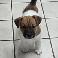 Cucciolo Jack Russell Terrier