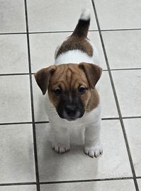 Cucciolo Jack Russell Terrier