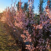 pianta prunus pissardii fioritura primavera