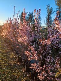 pianta prunus pissardii fioritura primavera