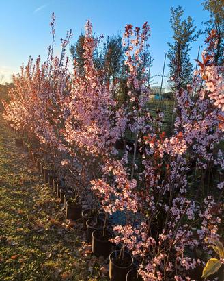 pianta prunus pissardii fioritura primavera