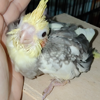 Calopsite fine svezzamento