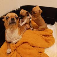 Piccoli Chiwawa femmine da amare