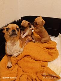 Piccoli Chiwawa femmine da amare