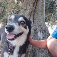 Balto cagnolino in adozione