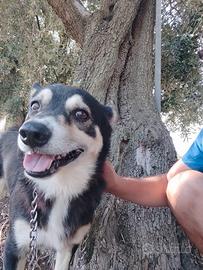 Balto cagnolino in adozione