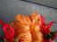Immagine 4