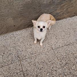 Chihuhua femmina pelo lungo