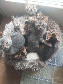 Cuccioli Bengala pedigree ENFI