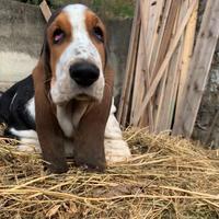 Cucciolo Bassethound