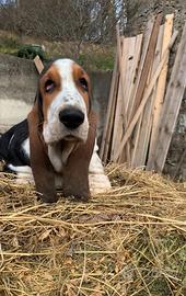 Cucciolo Bassethound