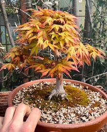 Bonsai acero Yamamomiji