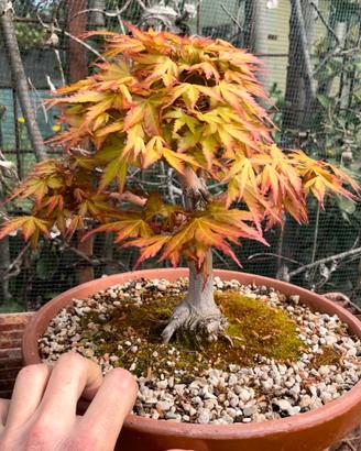 Bonsai acero Yamamomiji