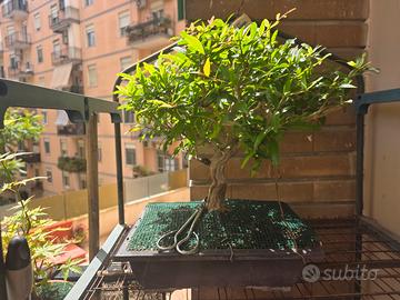 Bonsai di Melograno Giapponese